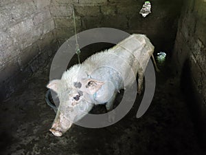 Sad looking thin pig in pigsty