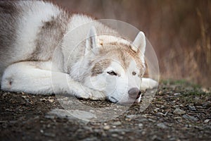 Sad and lovely siberian Husky dog lying in the dark fall mysterious forest at sunset