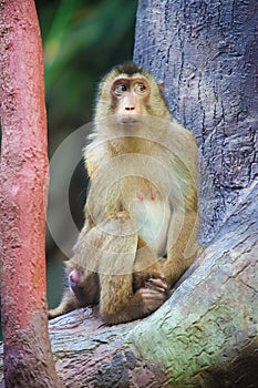 Sad macaque - Macaca nemestrina