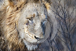 Sad male lion in kruger park south africa