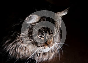 Sad mature cat maine coon on black background. Depressed kitty feline animal looking down