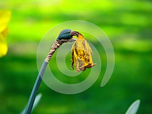 Sad mellow flower in sunny day on green background