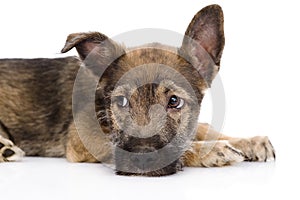 Sad mixed breed dog. isolated on white background