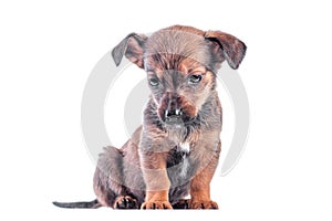 Sad mongrel brown puppy lowered his head and sits on a white background