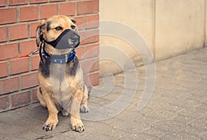 Sad mongrel dog waiting for owner