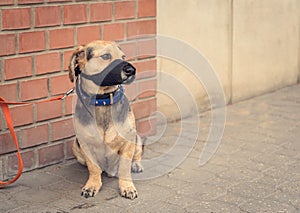 Sad mongrel dog waiting for owner