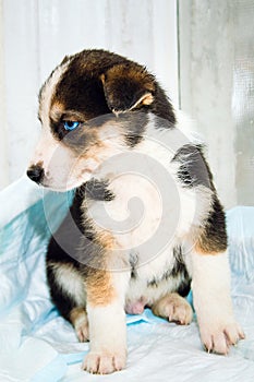 Sad mongrel little puppy with blue eyes with white breast