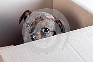 sad mongrel puppy foundling in a cardboard box photo