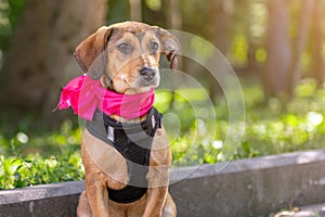 Sad mongrel puppy in the park. Stray dog on a summer day