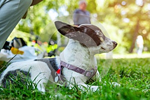 Sad mongrel puppy in the park. Stray dog on a summer day