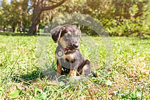 Sad mongrel puppy in the park. Stray dog on a summer day