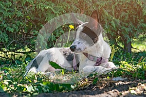 Sad mongrel puppy in the park. Stray dog on a summer day