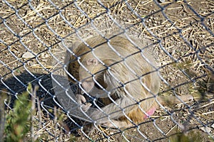 Sad monkey behind bars in the zoo`s aviary.