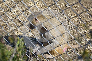 Sad monkey behind bars in the zoo`s aviary.