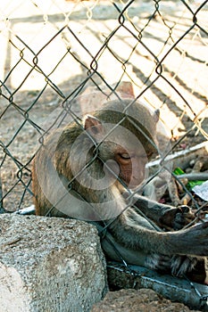 Sad monkey in cage