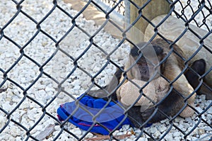 Sad monkey in a cage hugging a toy