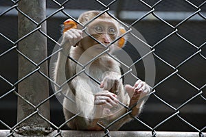 Sad monkey in cage