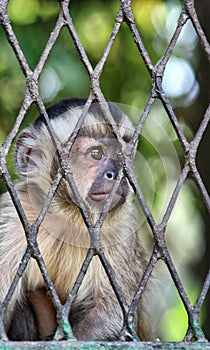 Smutný opice v klec 