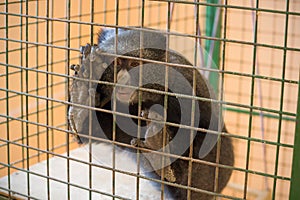 Sad monkey in a cage