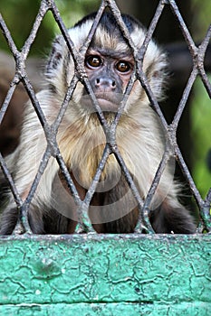 Sad Monkey in cage wallpaper
