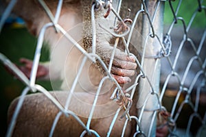 Sad monkey in a cage at the zoo.