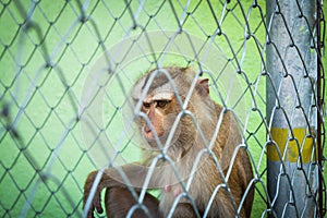 Sad monkey in a cage at the zoo.