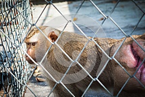 Sad monkey in a cage at the zoo
