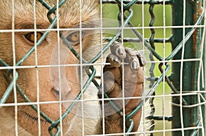 Sad monkey caged