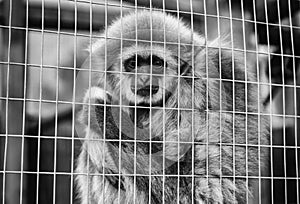 Sad monkey caged