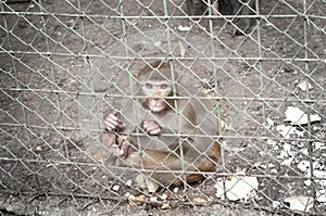 Sad monkey inside a cage