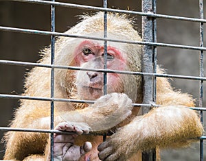 Sad monkey jailed behind the fence photo