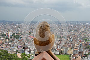 Sad monkey Kathmandu photo