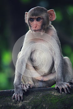 Sad monkey little monkey in jungle potrait hd background
