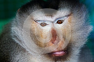 Sad monkey looking at the camera
