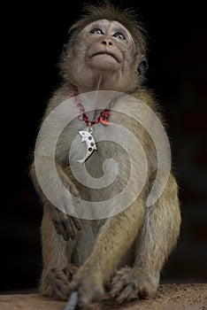 Sad Monkey looking with sad face in village of Sri Lanka