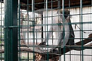 Sad monkey looking at tourists and visitors with sad eyes. Held captive in a cage in a zoological garden. Keeping wild animals in