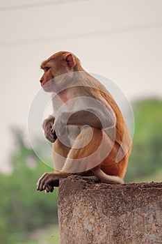 sad monkey sitting on the wall