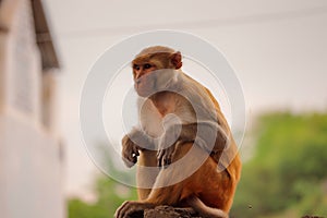 Monkey sitting on the wall , Rhesus Macaque