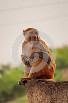 sad monkey sitting on the wall