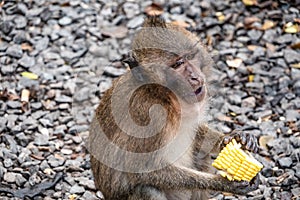 Sad Monkey with a sweet corn, Thailand photo