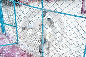 Sad Monkeys in Zoo Cage. Vintage image of two monkeys looking dejected in a an old style zoo. Photo taken in Central Park Zoo