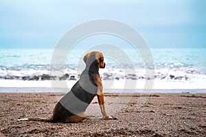 Sad mutt sits on sandy shore of sea or ocean and looks over the horizon, rear view. Seascape in bad cloudy stormy weather.