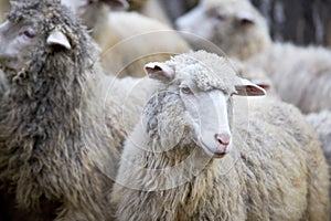 Sad muzzle sheep livestock. Group wool agriculture meadow animal