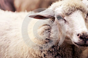 Sad muzzle sheep livestock. Group wool agriculture meadow animal