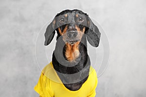 Sad obedient dachshund dog in yellow t-short sitting on gray background, anticipation of a walk, owner or yummy. Excerpt training