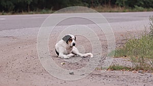 Sad old dog lies on the side of the road