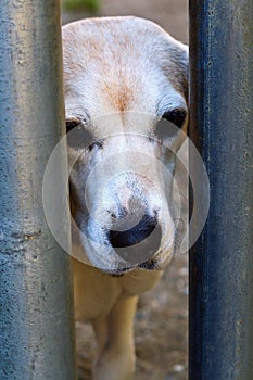 Sad old dog in shelter