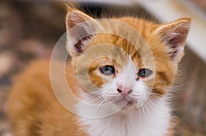 Sad Orange Kitten Portrait Blurred Background