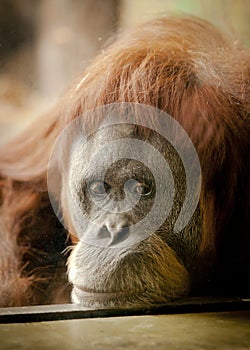 Sad orangutang at the zoo