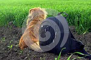 Sad Pekingese waiting for its owner, guarding his belongings